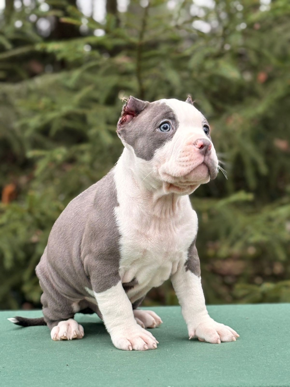 Щенки в продаже. SANGRES FRESCA | Питомник американских булли в Московской области