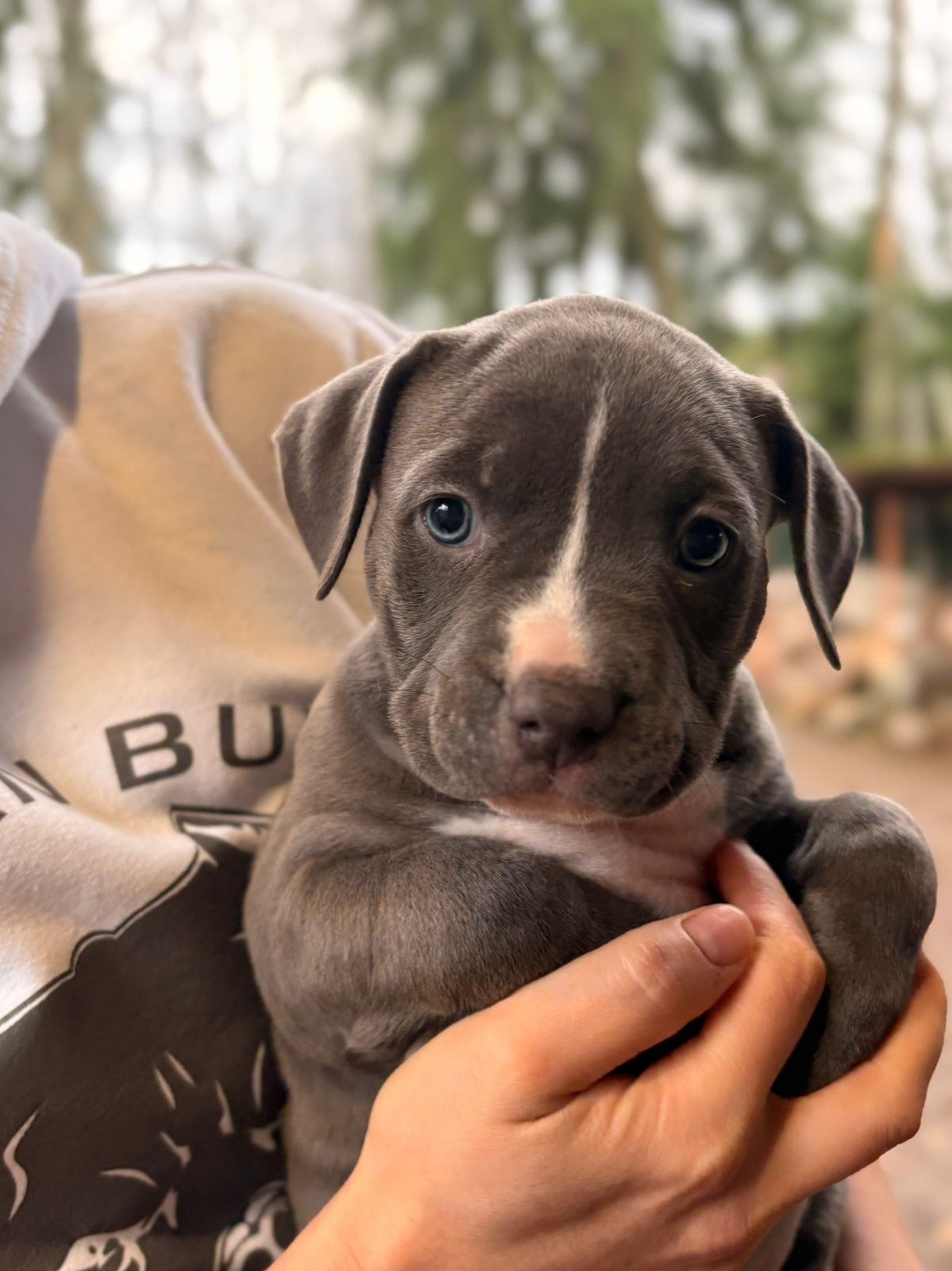 Щенки в продаже. SANGRES FRESCA | Питомник американских булли в Московской области