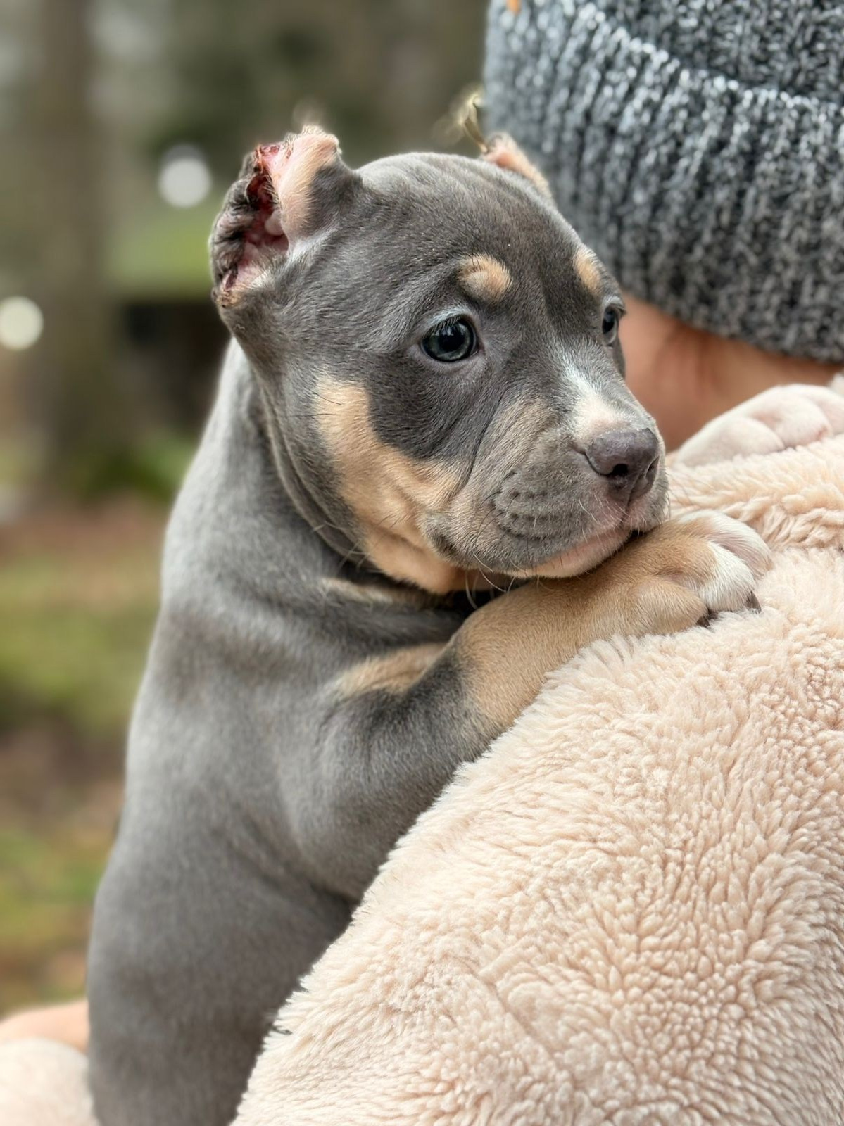 Щенки в продаже. SANGRES FRESCA | Питомник американских булли в Московской области