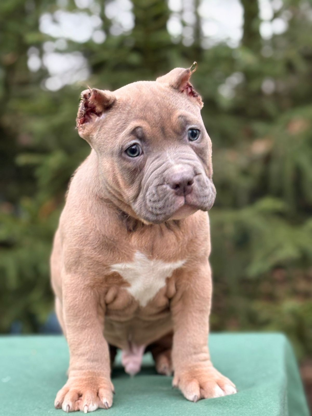 Щенки в продаже. SANGRES FRESCA | Питомник американских булли в Московской области