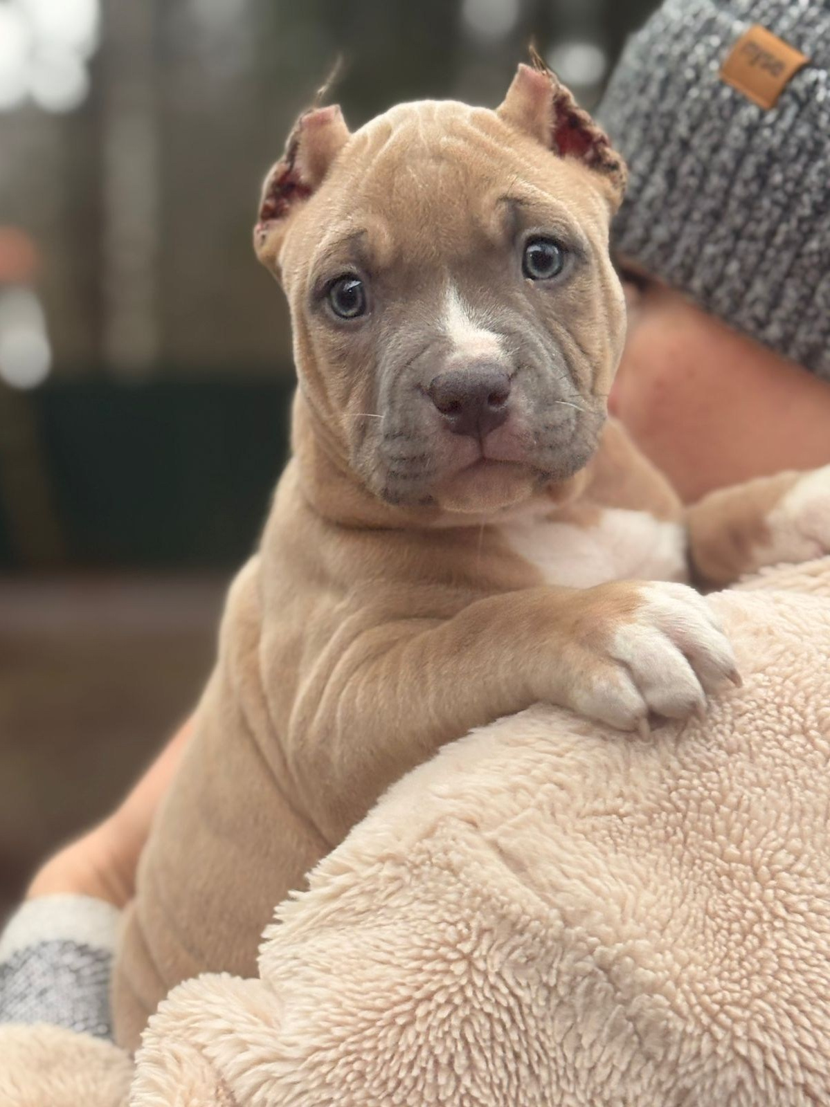 Щенки в продаже. SANGRES FRESCA | Питомник американских булли в Московской области