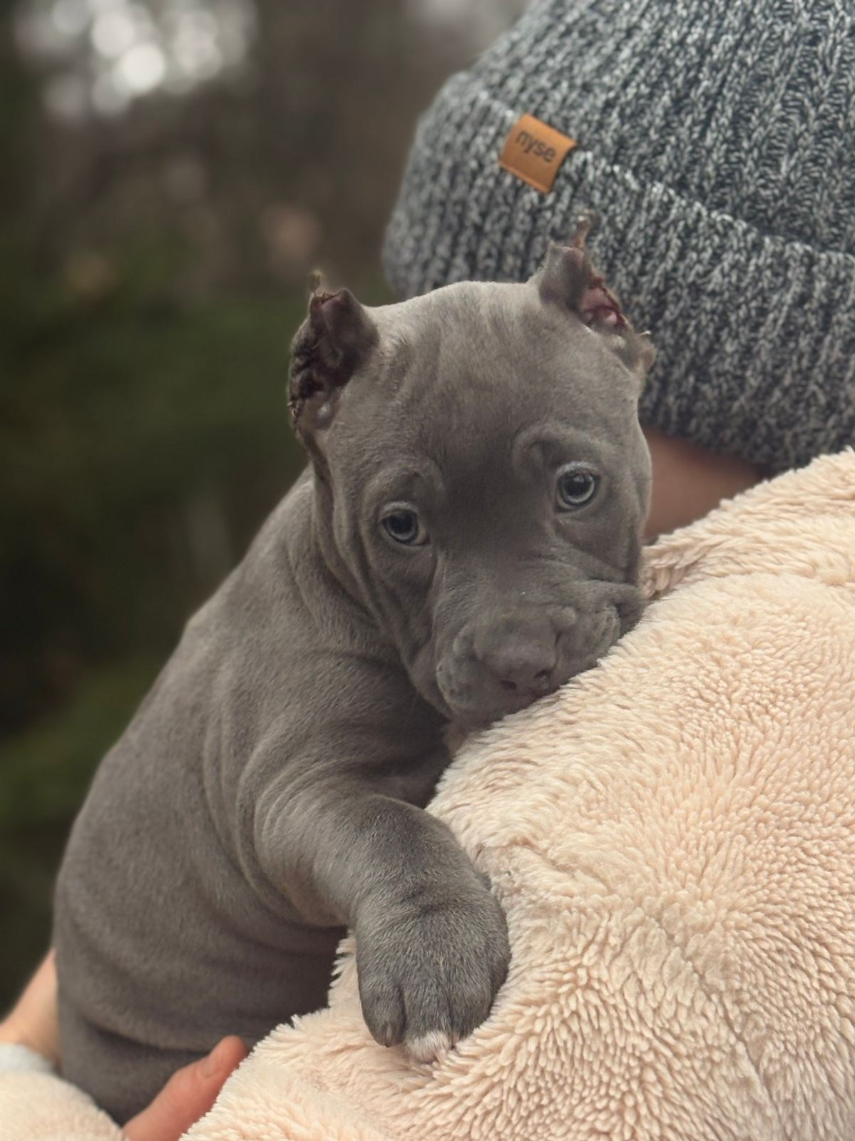 Щенки в продаже. SANGRES FRESCA | Питомник американских булли в Московской области