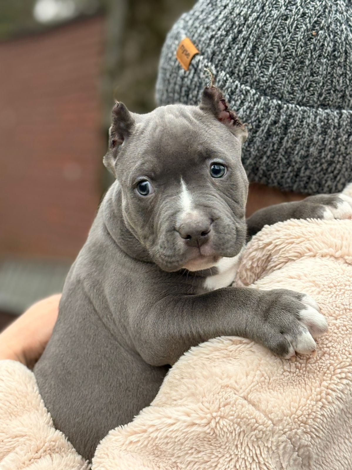 Щенки в продаже. SANGRES FRESCA | Питомник американских булли в Московской области