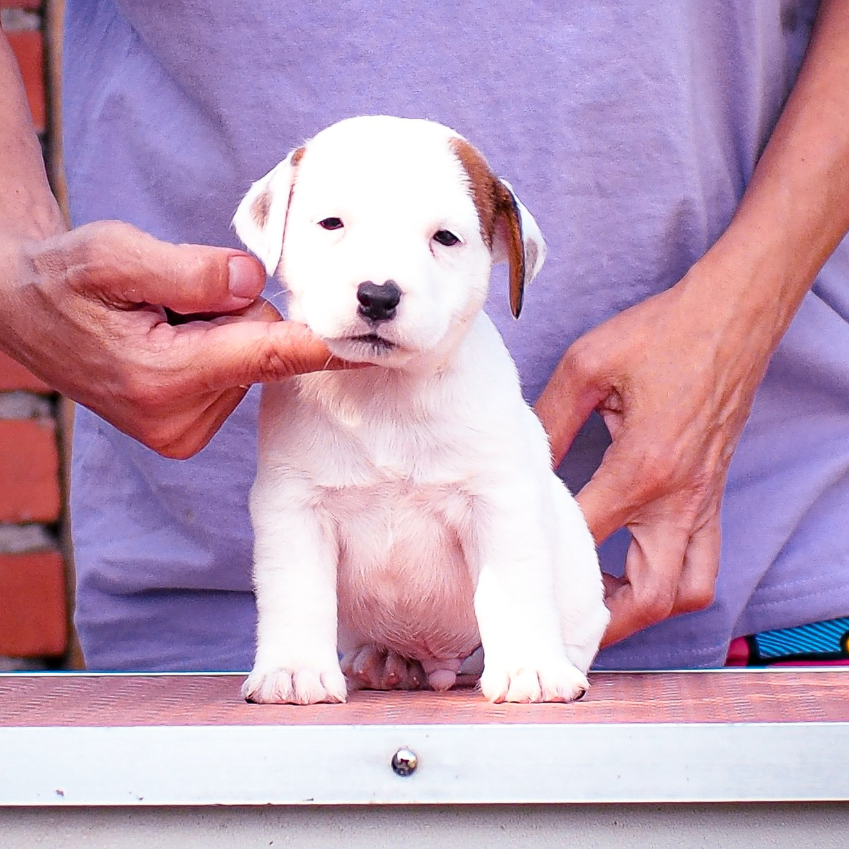 LITTER «Э» |21/06/2025. CANE MAESTRO — kennel Jack Russell Terrier