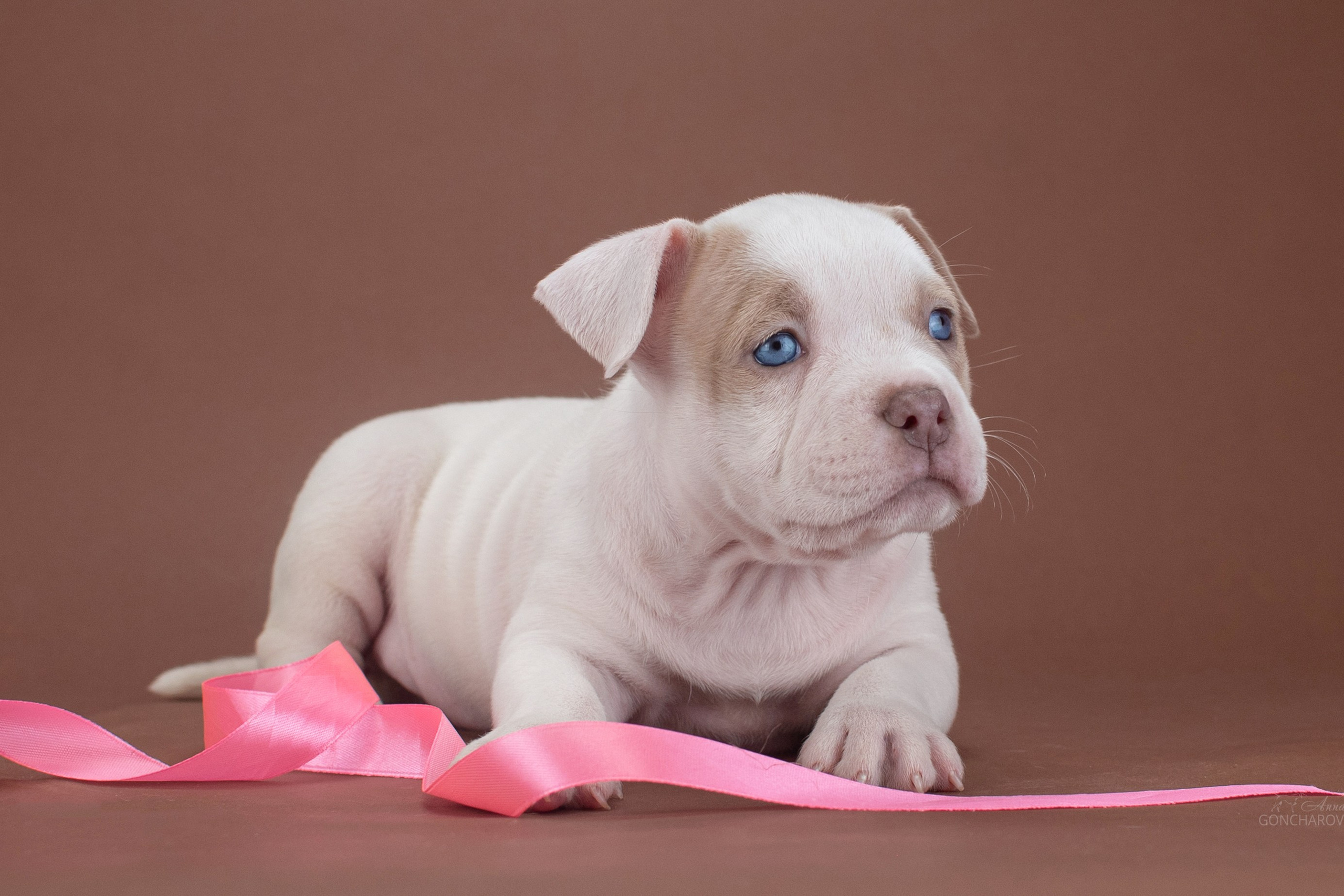 фотограф щенков в ростове фотограф в ростовской области животных фотосессия помета