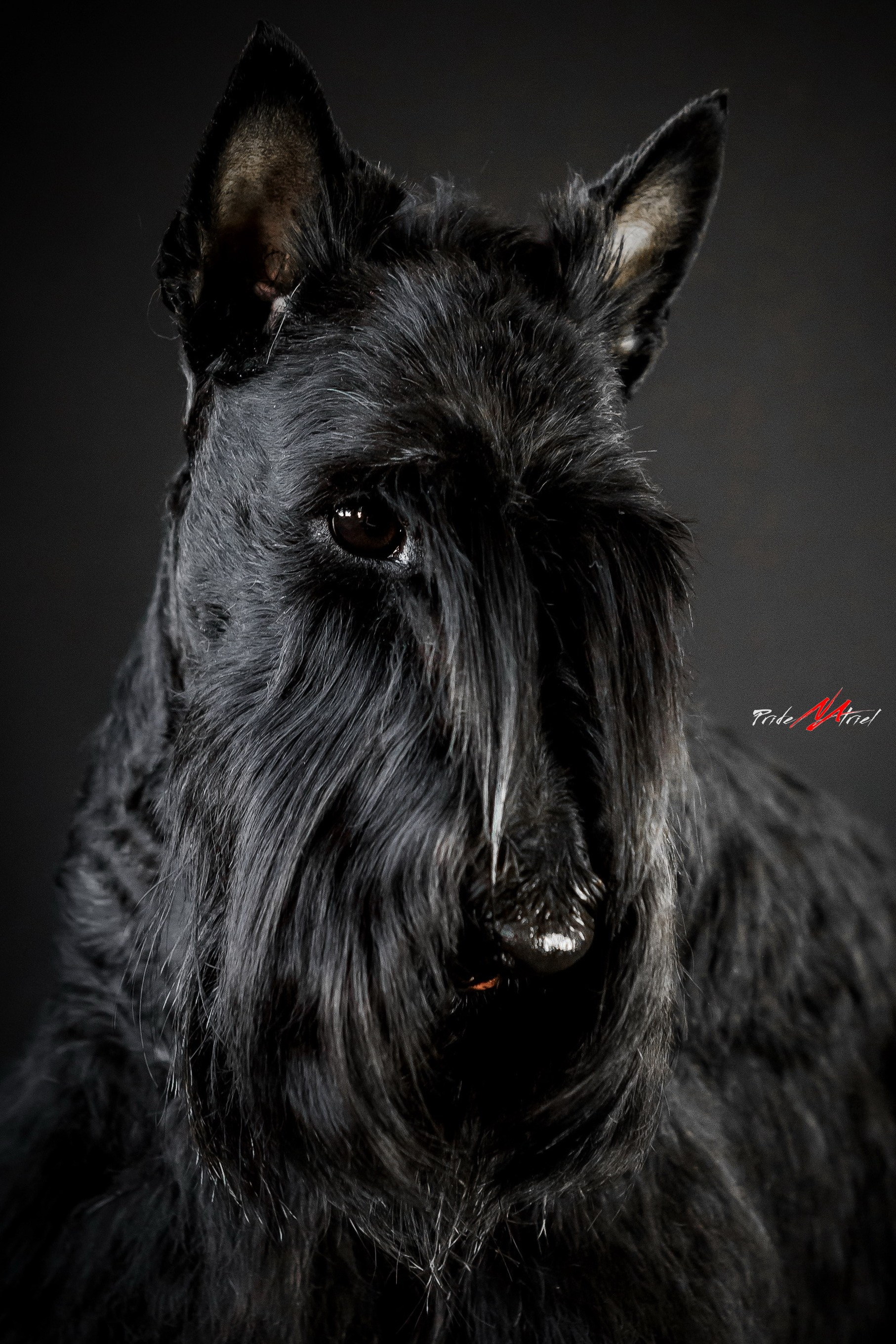 портрет собаки шотландский терьер в студии черное на черном
