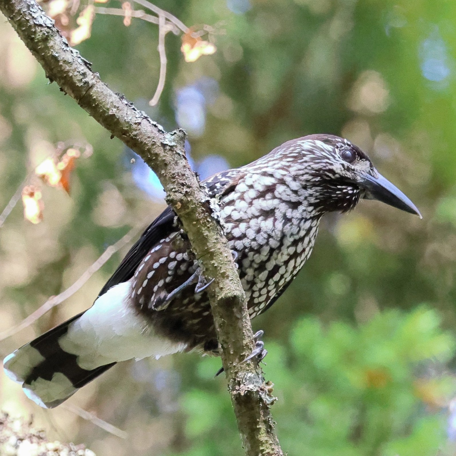 Утренний лес