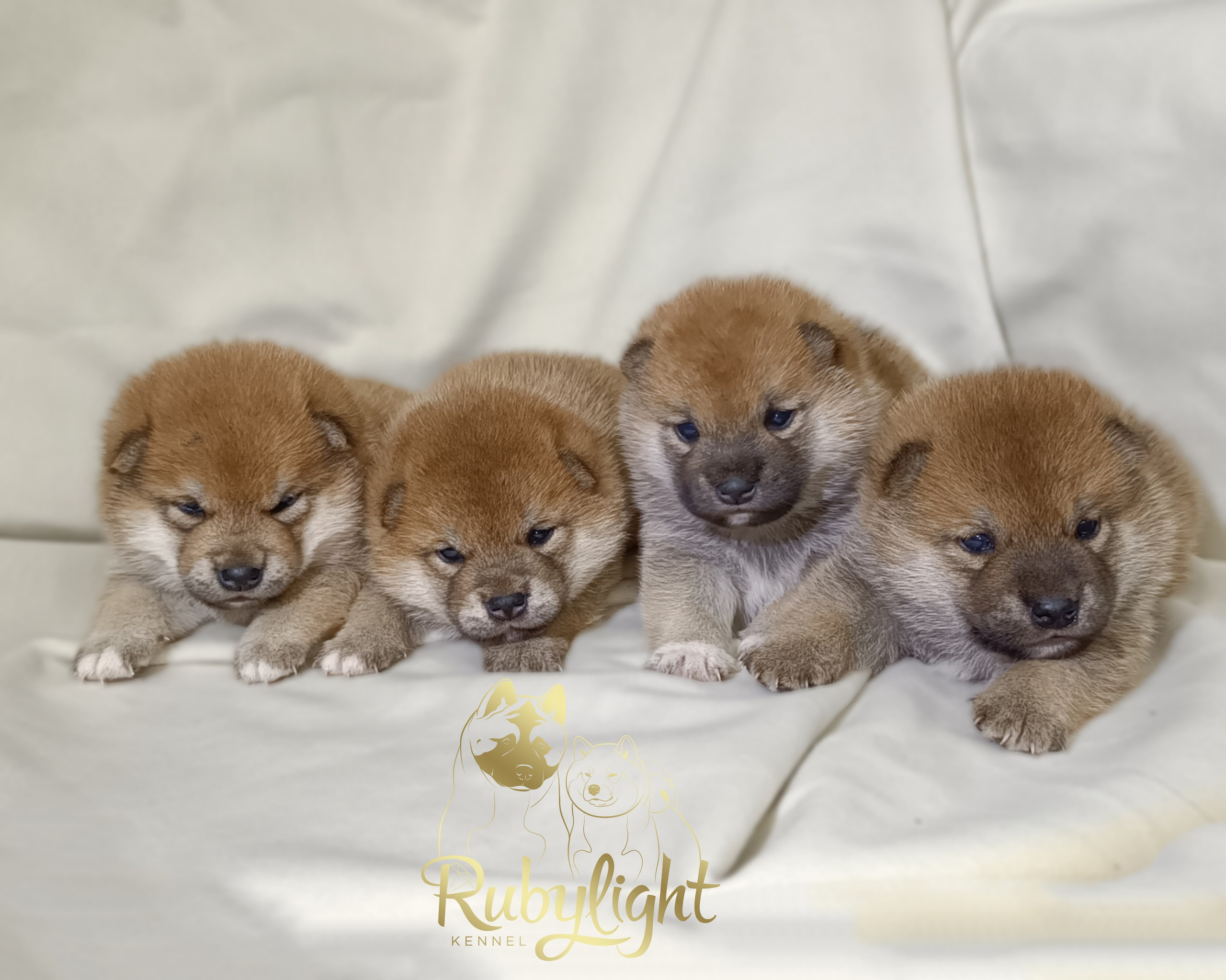 ПОМЕТЫ Сиба. AMERICAN AKITA RUBYLIGHT KENNEL I SHIBA-INU