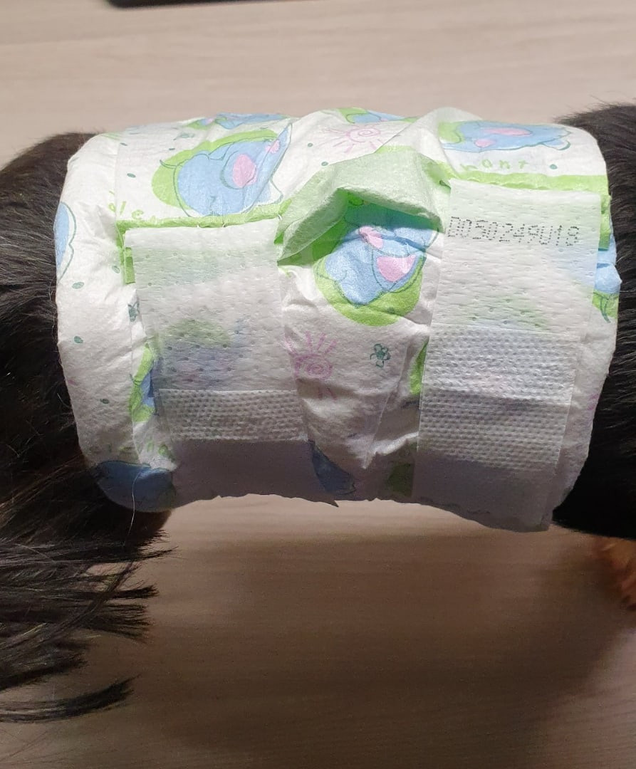 Если кобель стал метить, то можно сделать пояс из детских памперсов!. Питомник Йоркширских терьеров Дэнстайл в Санкт-Петербурге заводчик Тих