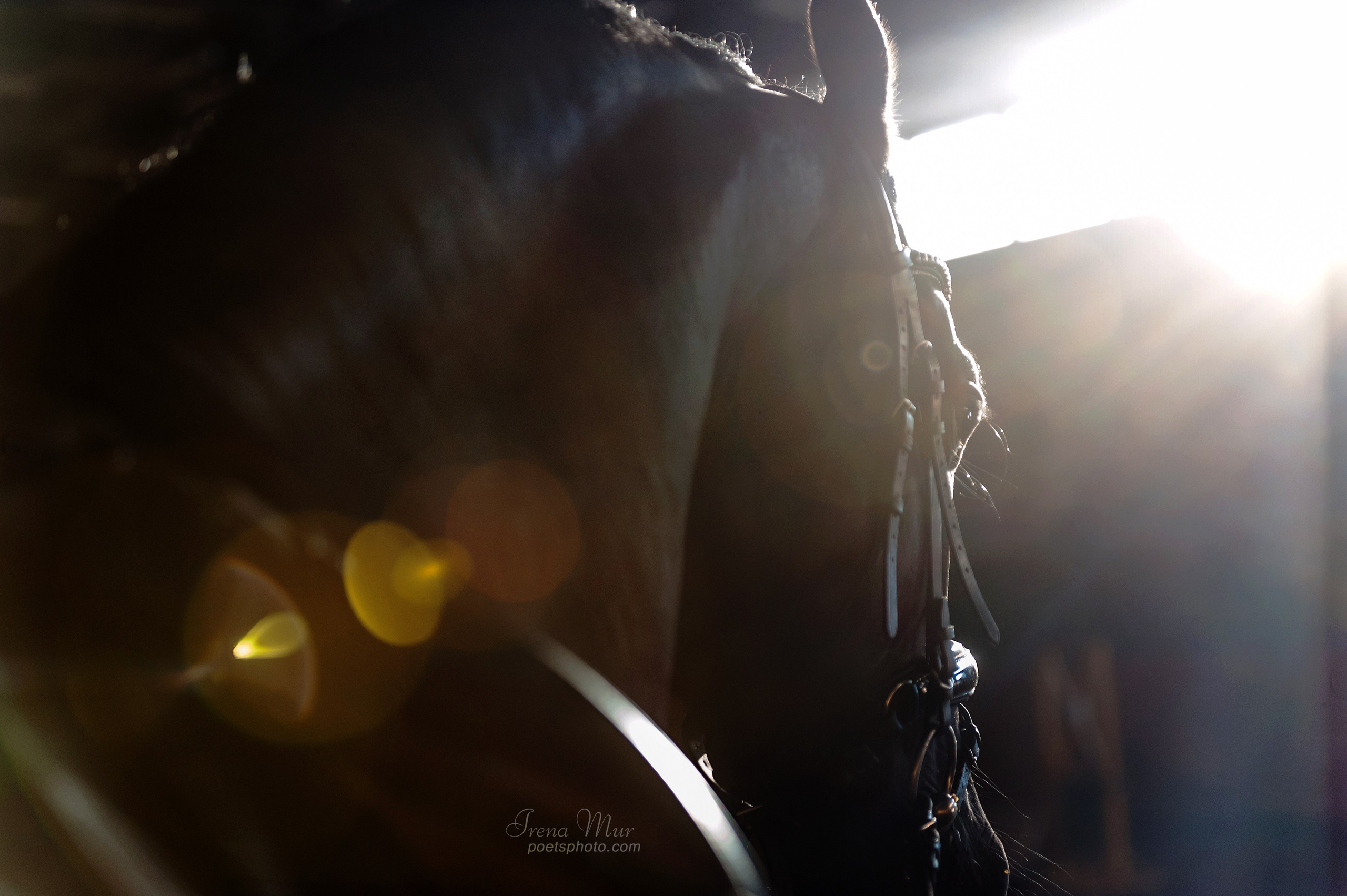 Friesian Alliance. Фризы Росиии