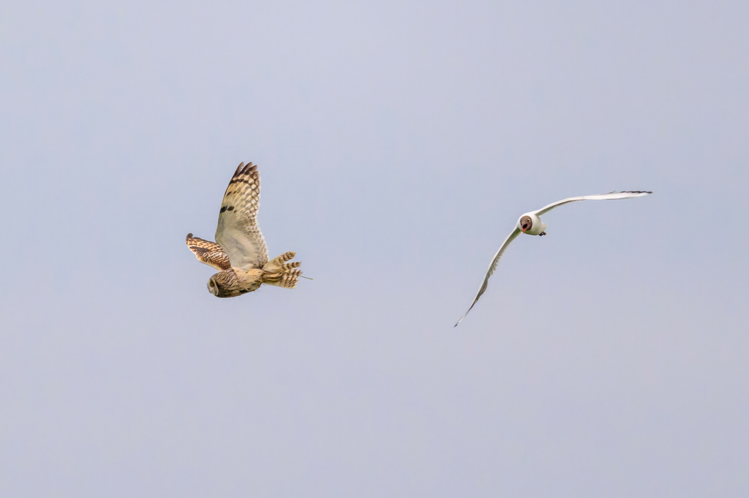 Охота совы. Фотограф Сергей Пупонин
