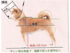 Standart. AMERICAN AKITA RUBYLIGHT KENNEL I SHIBA-INU