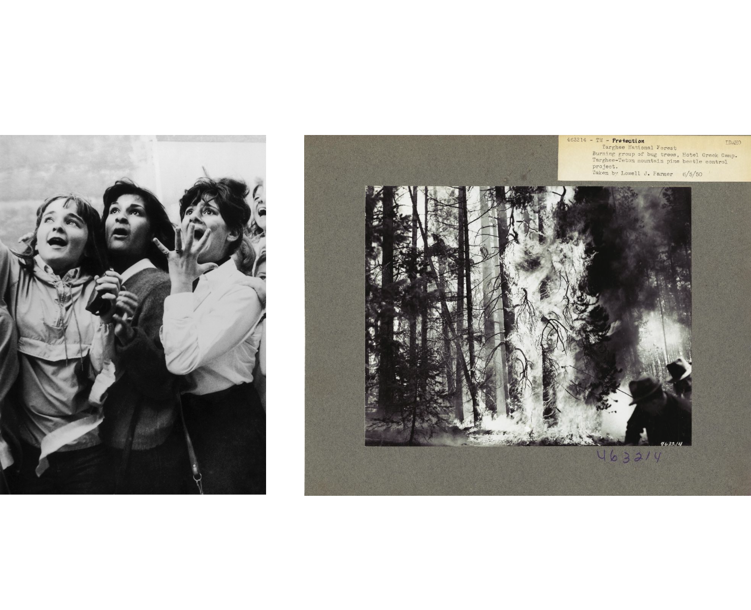 Beetlemania. Лера Круглова