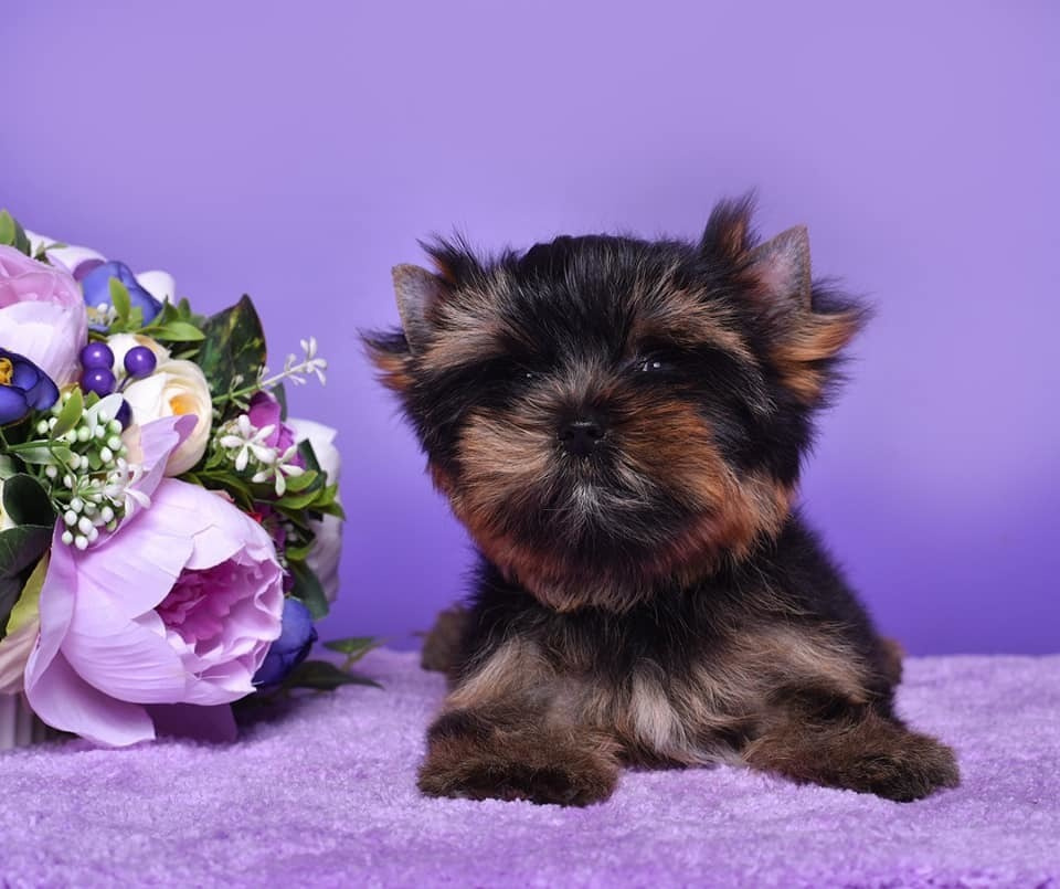 Very dark nice girl 3 month old. Adult weight 5 — 5.5 lbs. Питомник Йоркширских терьеров Дэнстайл в Санкт-Петербурге заводчик Тих