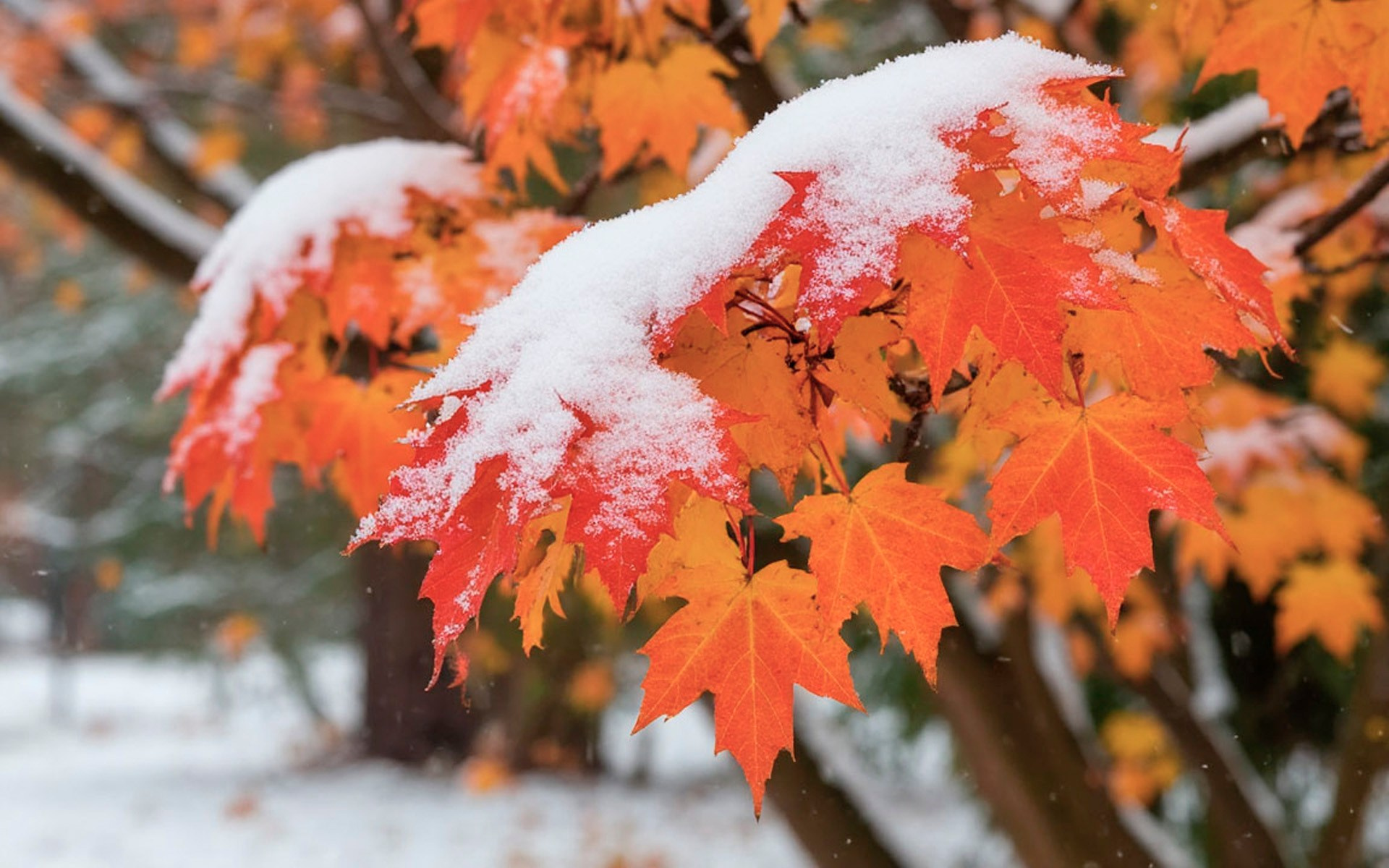 В Тюмени первый снег