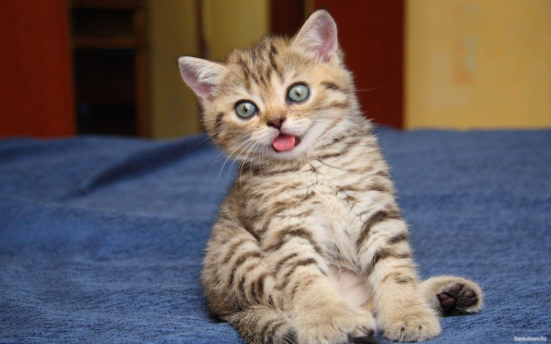 Выпускные альбомы. Фотограф и создатель фотокниг из фото в Москве