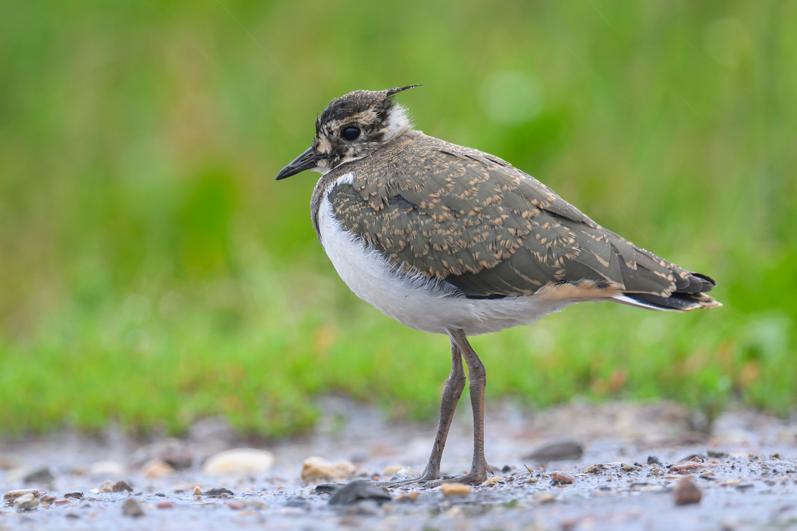 Чибисенок. Фотограф Сергей Пупонин