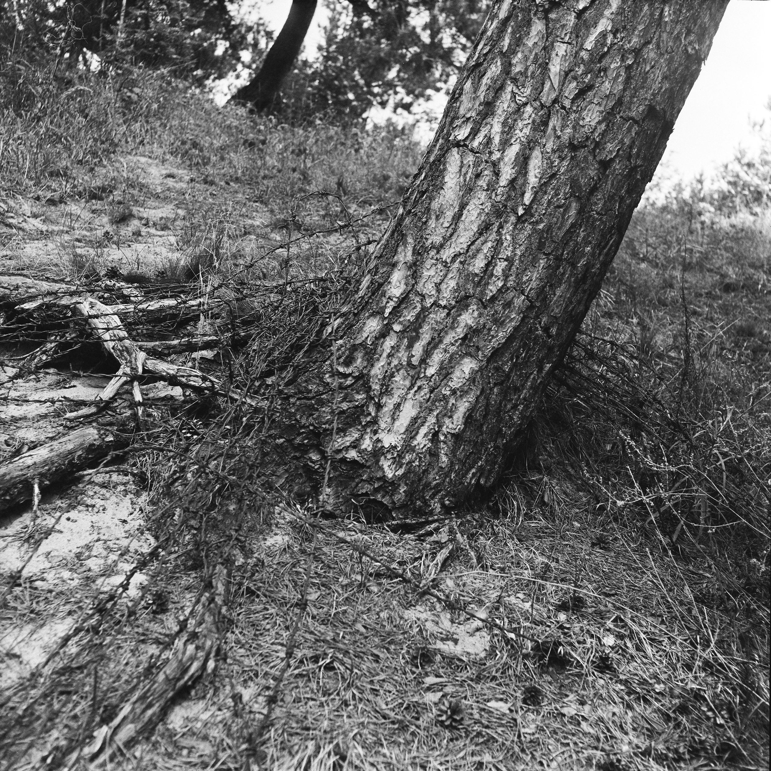 Кураторский проект «Инородное тело»