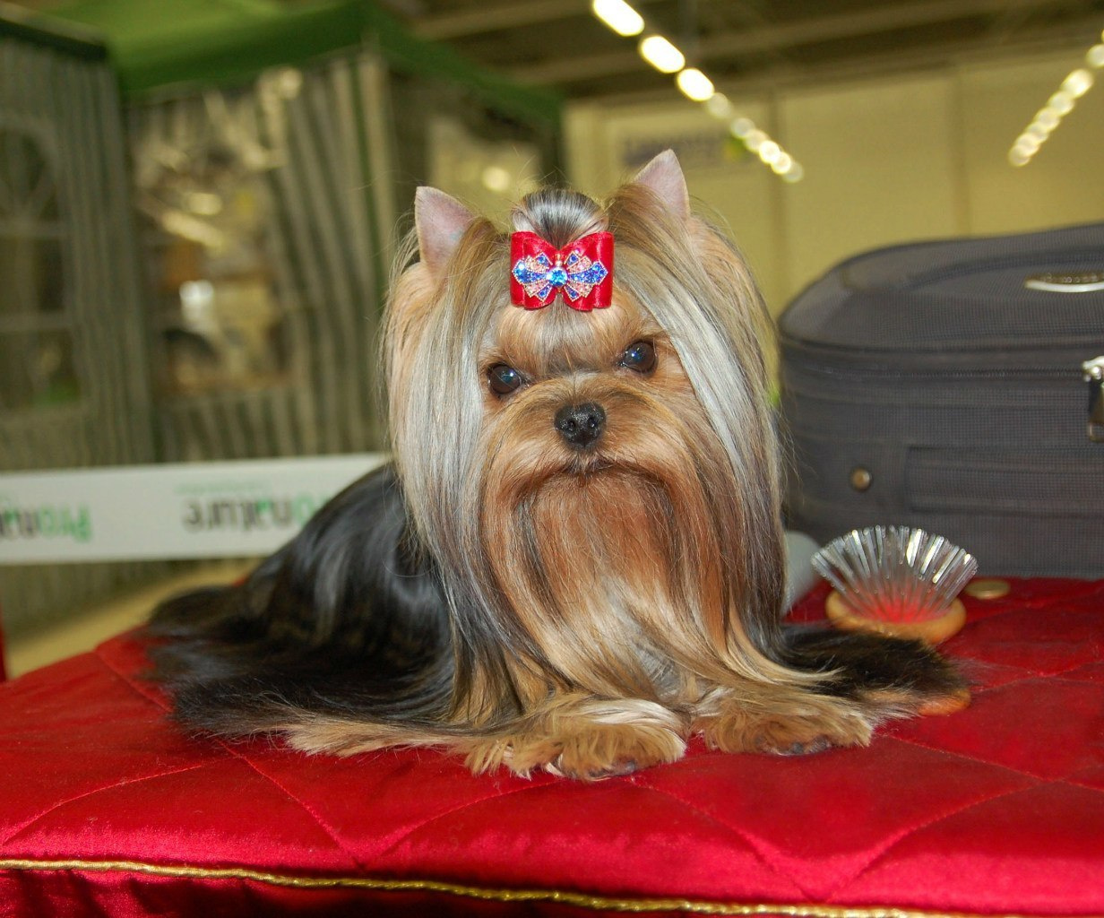 Xcalibr Stribrne Prani. Питомник Йоркширских терьеров Дэнстайл в Санкт-Петербурге заводчик Тих