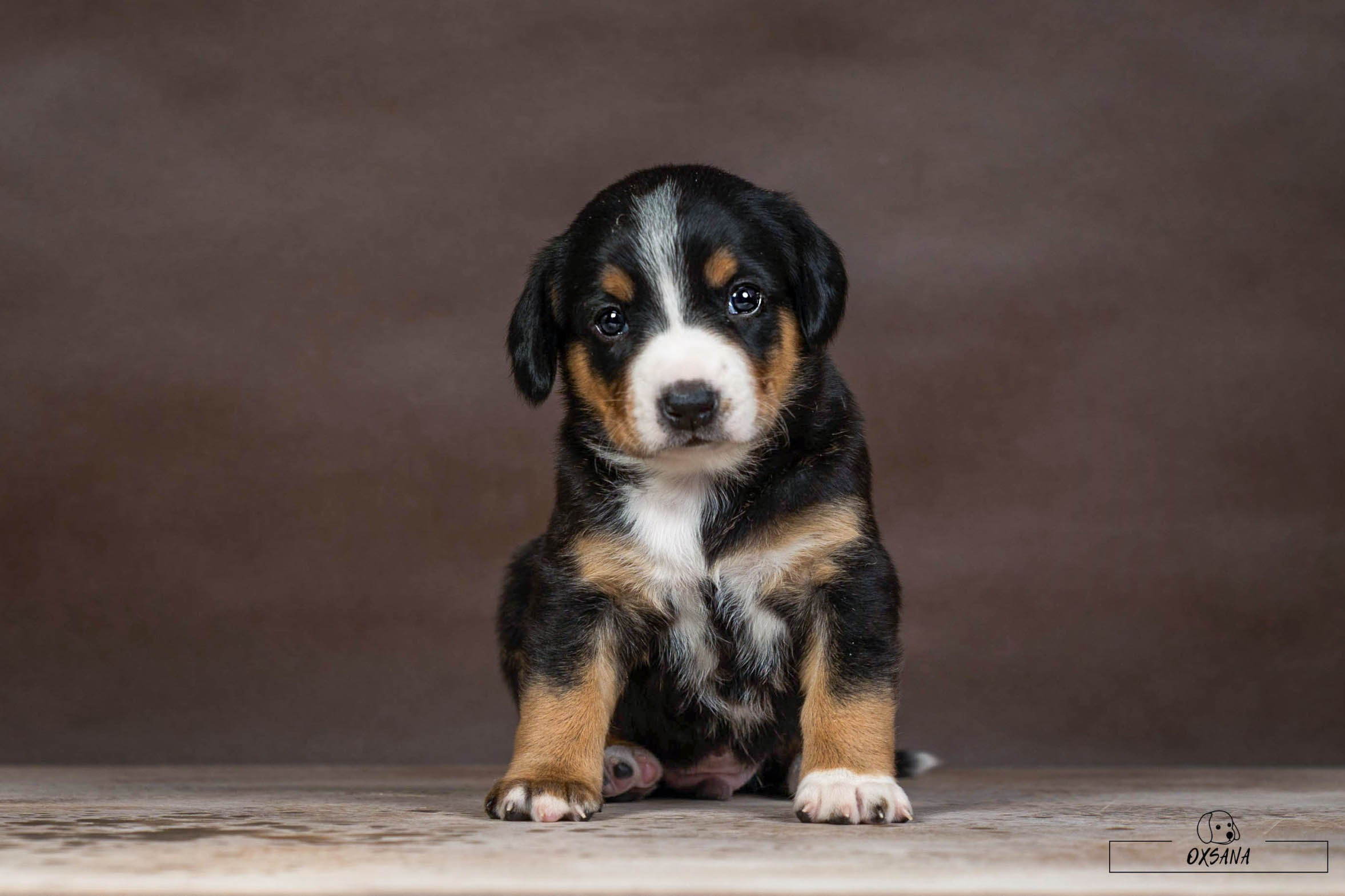 Маленькие щенки зенненхунда в России. Питомник больших швейцарских зенненхундов (гроссов) Санбёдс / Sanbirds