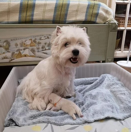 Помет3. Питомник собак породы вест хайленд вайт терьер в Москве