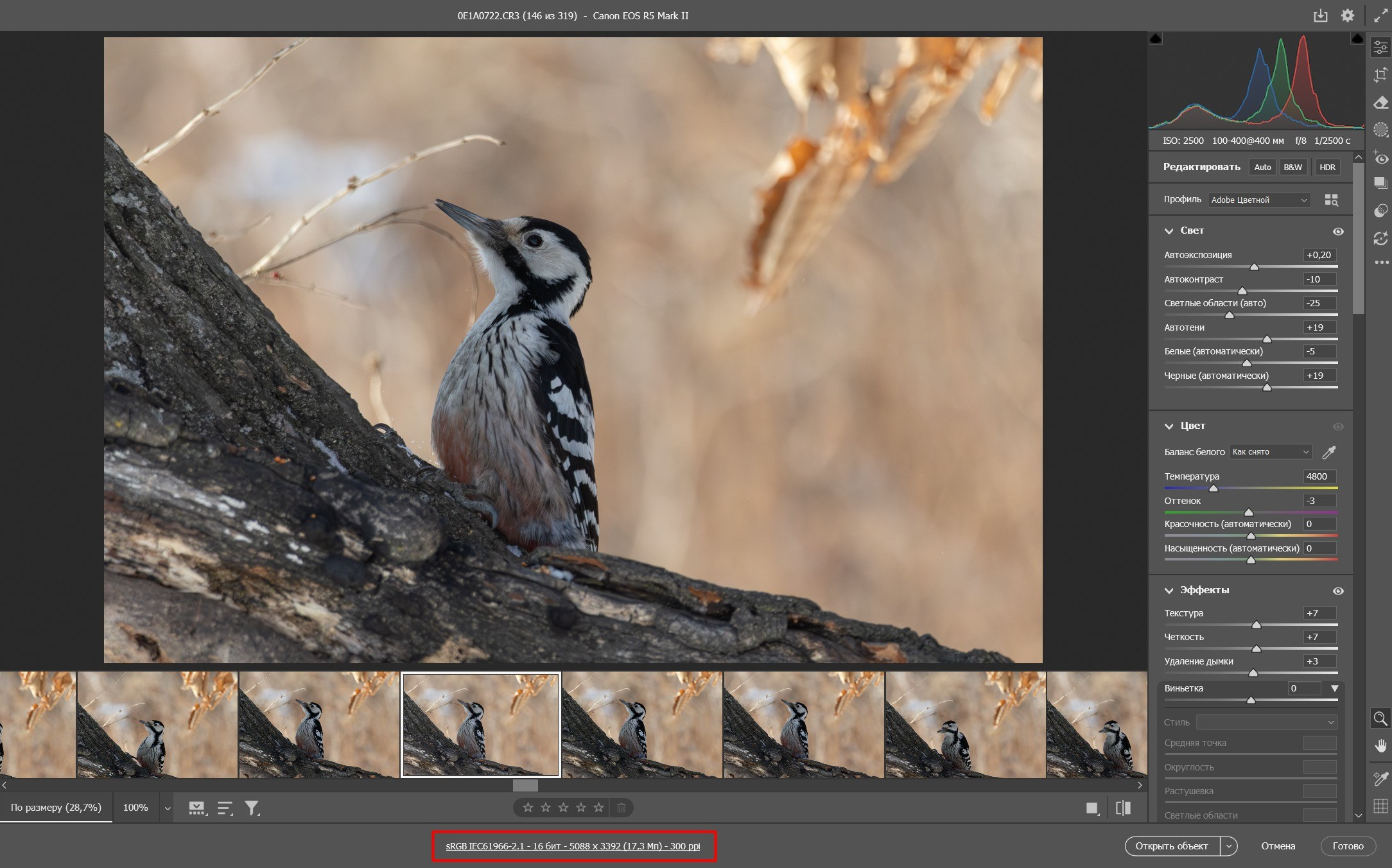 На скриншоте фото дятла на дереве, внизу экрана указано разрешение фото Canon R5 Mark 2 в кроп-режиме