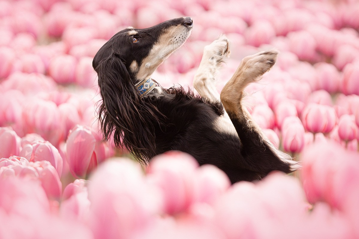 Услуги. Фотограф-анималист Natalia Deingel | Фотосъемка собак в Москве