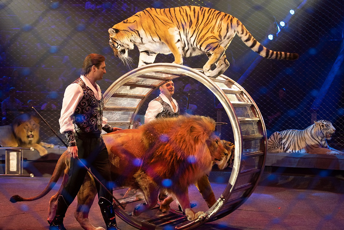 Great Moscow Circus with acrobatics and family performances