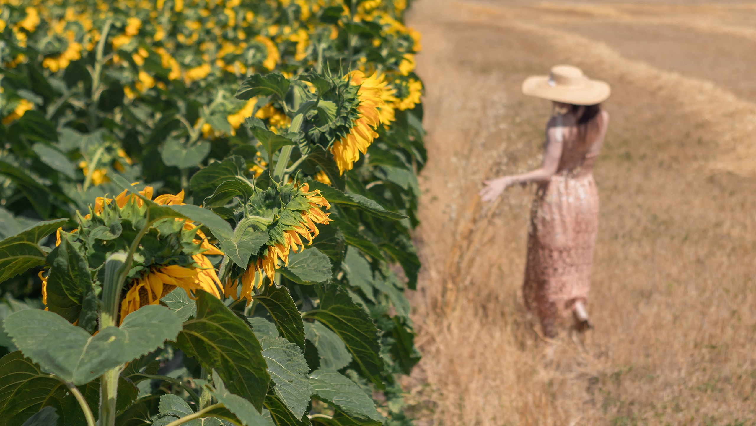 Фотосессия в Краснодаре: девушка идет по полю с подсолнухами в бежевом платье