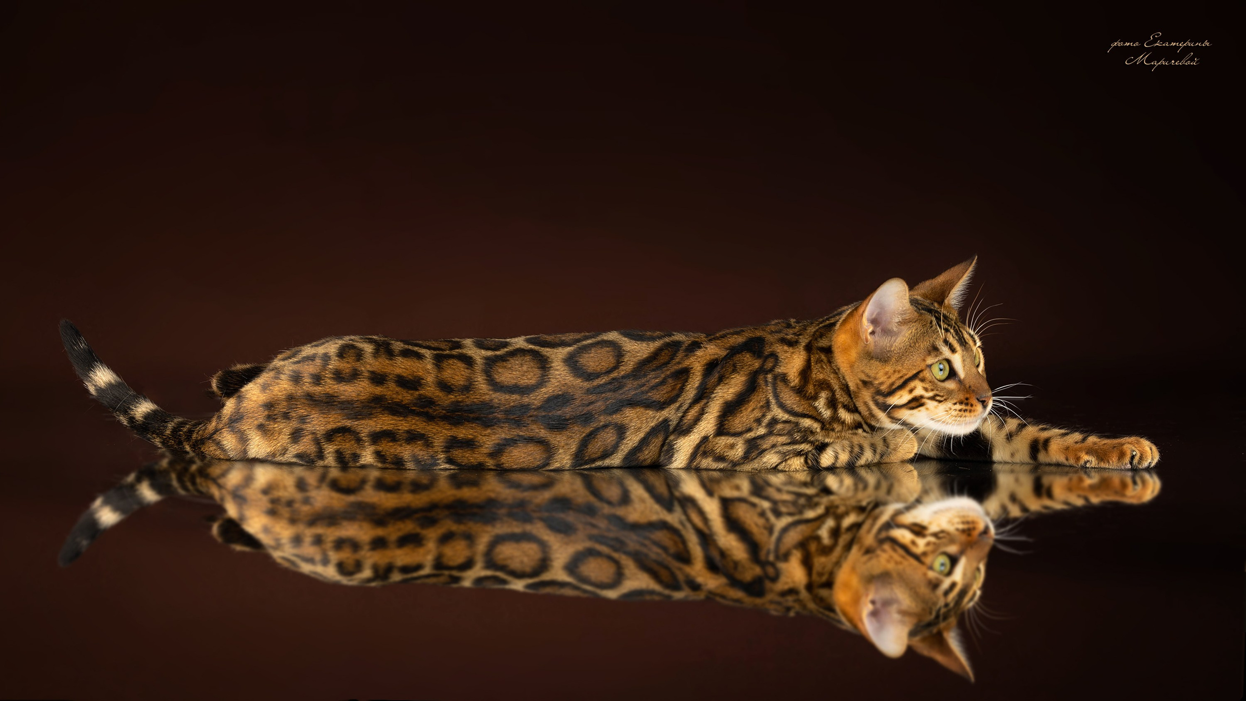 Фотограф-анималист в Омске Екатерина Маричева