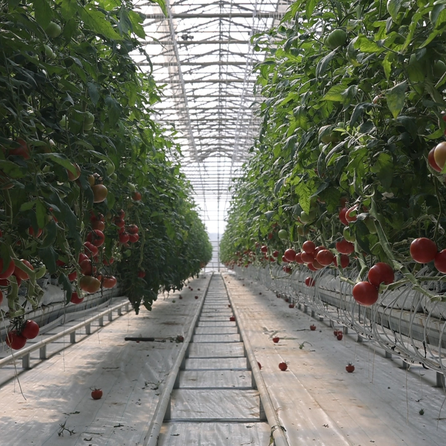 БИОЭНЕРИГИЯ - ЗДОРОВЫЙ РОСТ. БИОЭНЕРГИЯ — Производство субстрата для теплиц, маты для выращивания