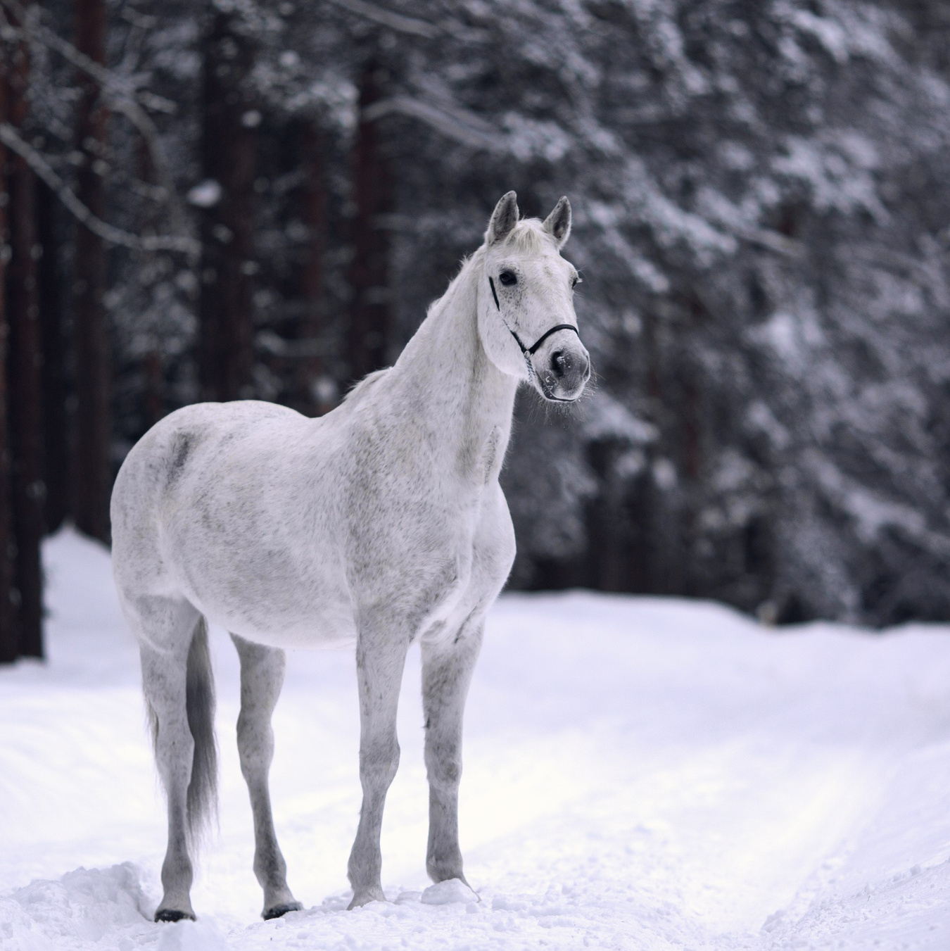 Наши лошади. КСК Тагир