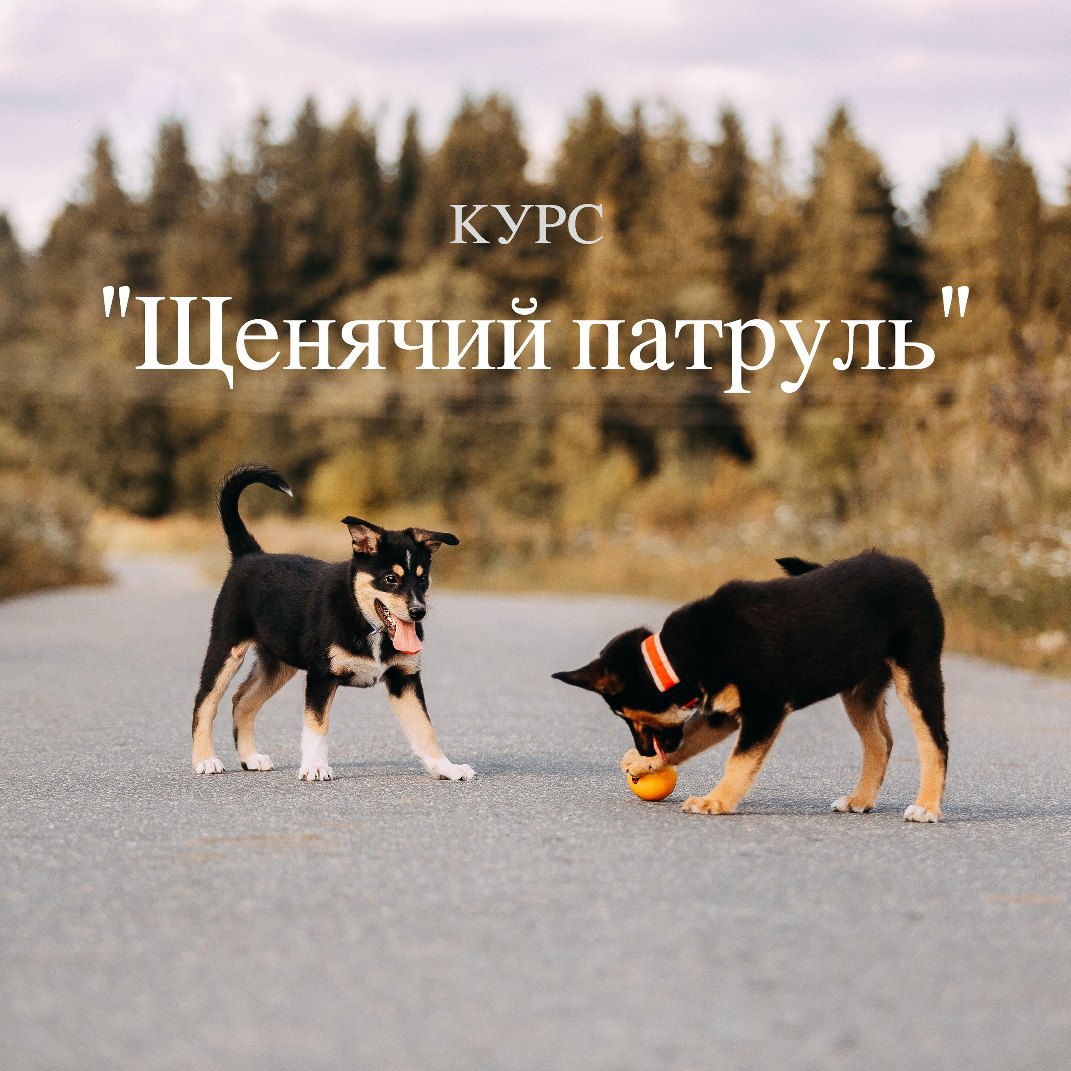 Услуги. Фотограф-анималист Наталия Чистюхина в г. Сосновый Бор и ЛО