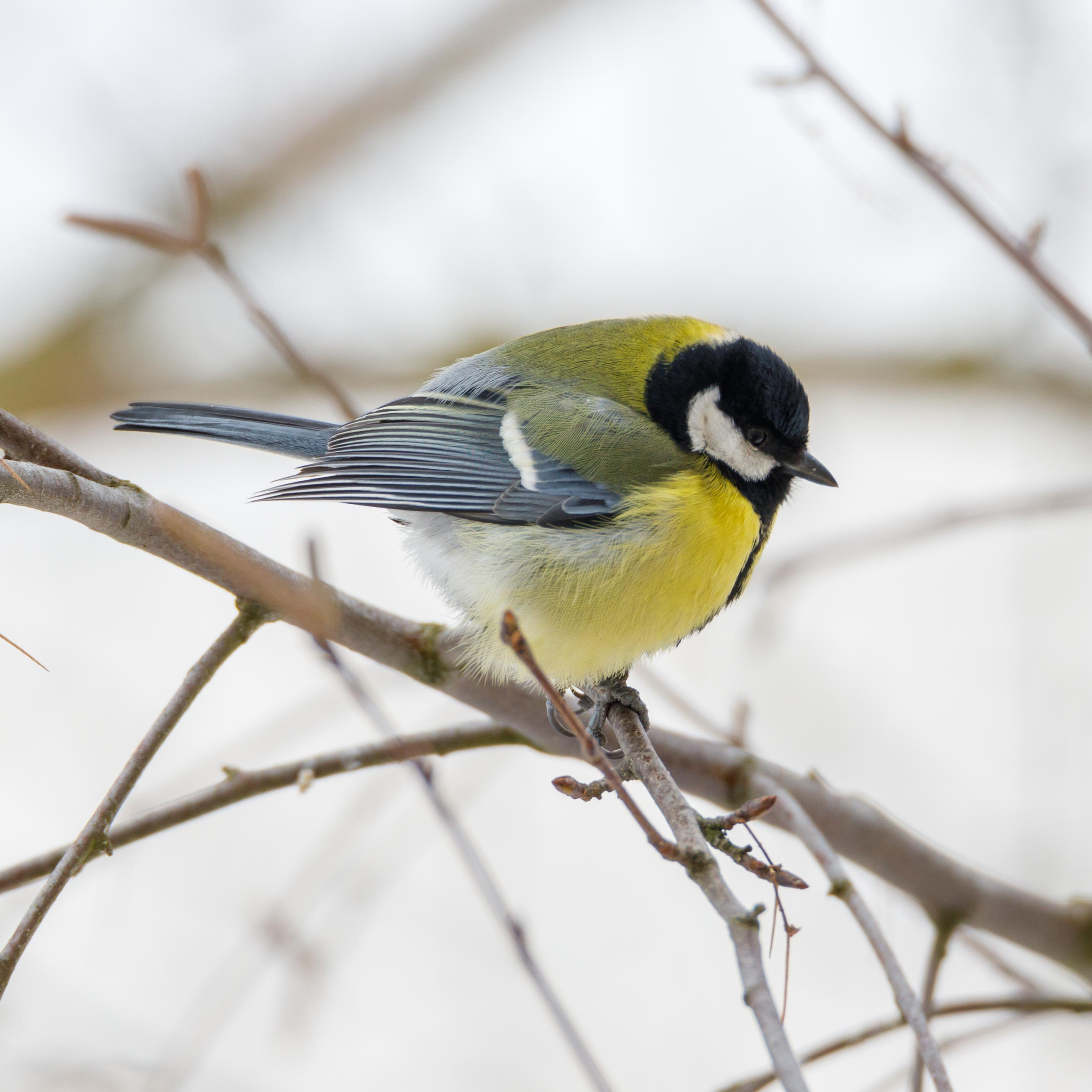 Птицы за моим окном. Фотограф Евгений Стельмах в Молодечно и Минске