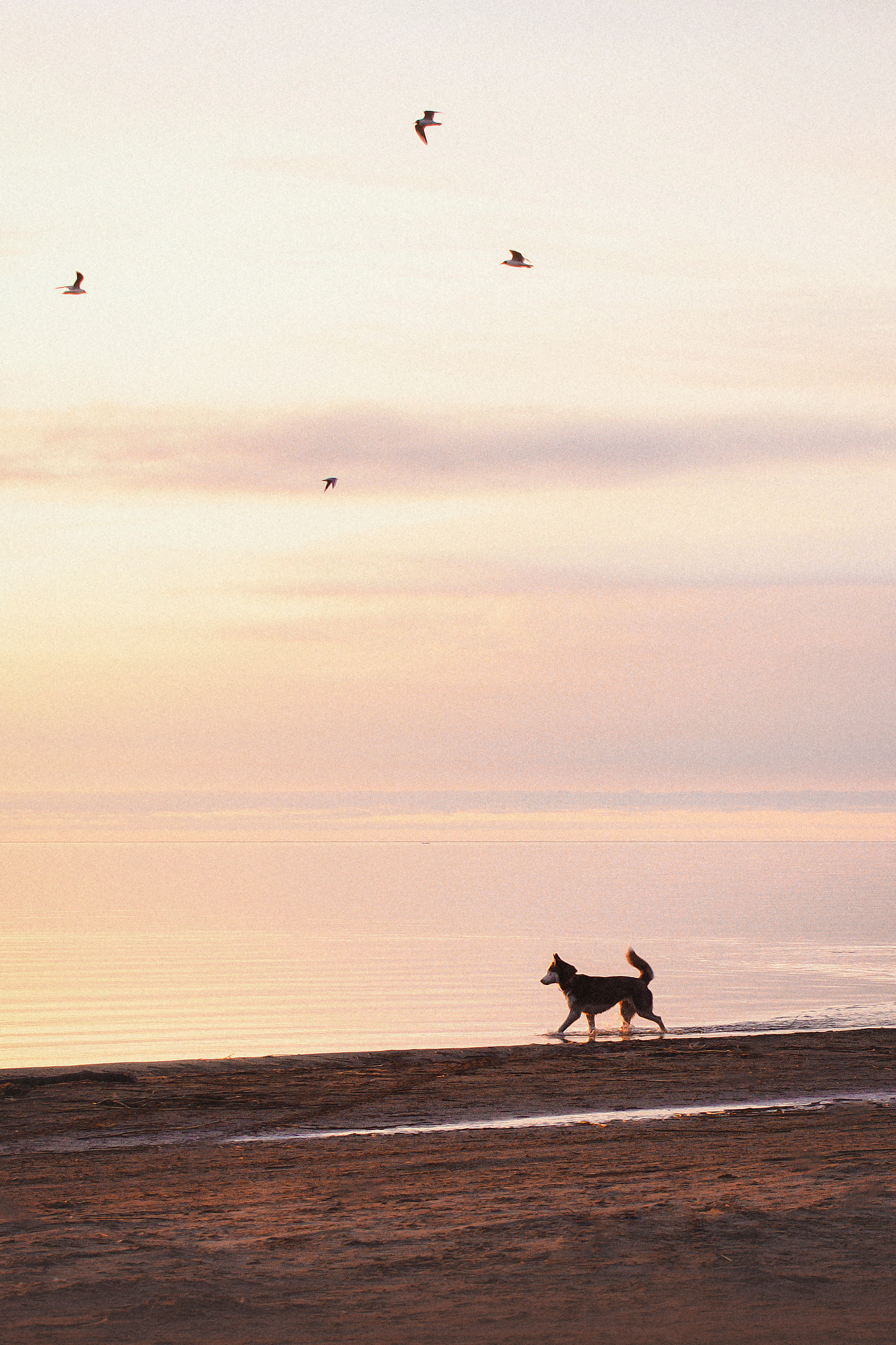 Услуги. Фотограф-анималист в городе Санкт-Петербург — Сергеева Лилия