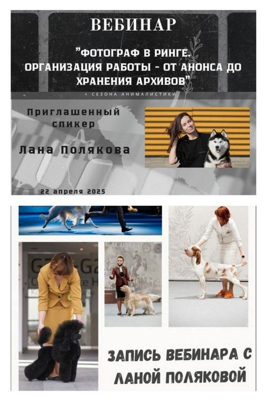 Вебинары. Обучение анималистической фотографии