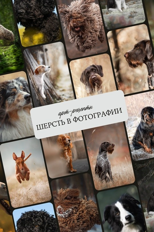 Гайды. Обучение анималистической фотографии