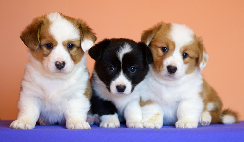 Племенная книга питомника Ice Fantasy. Ice Fantasy kennel: professional breeding of Siberian huskies and wels