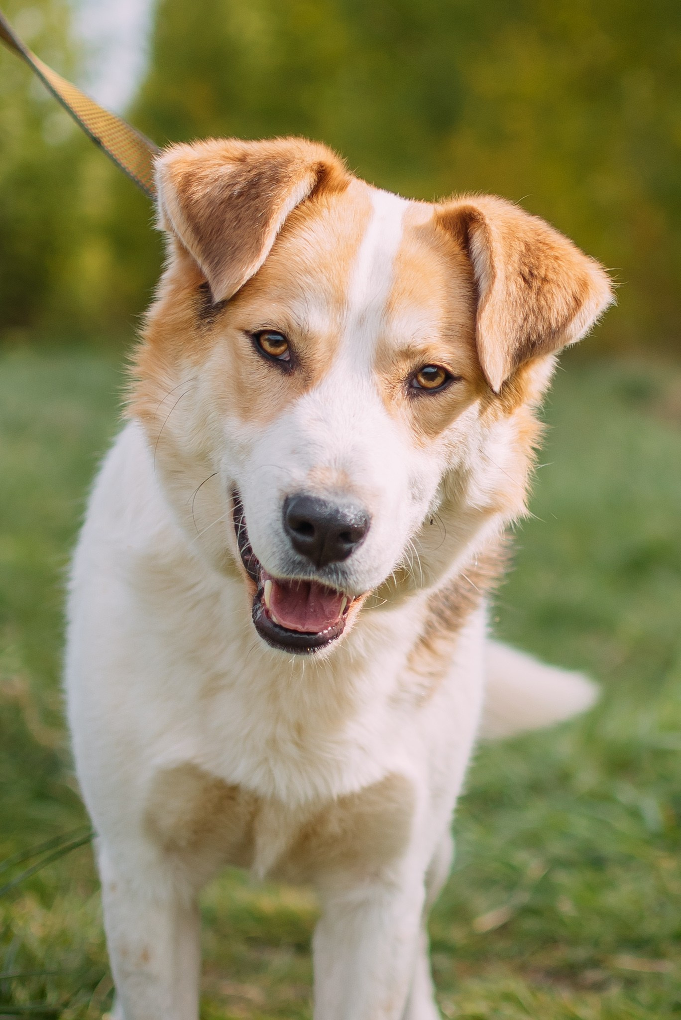 Животные на пристройство. Фотограф-анималист Валерия, Москва, Мытищи
