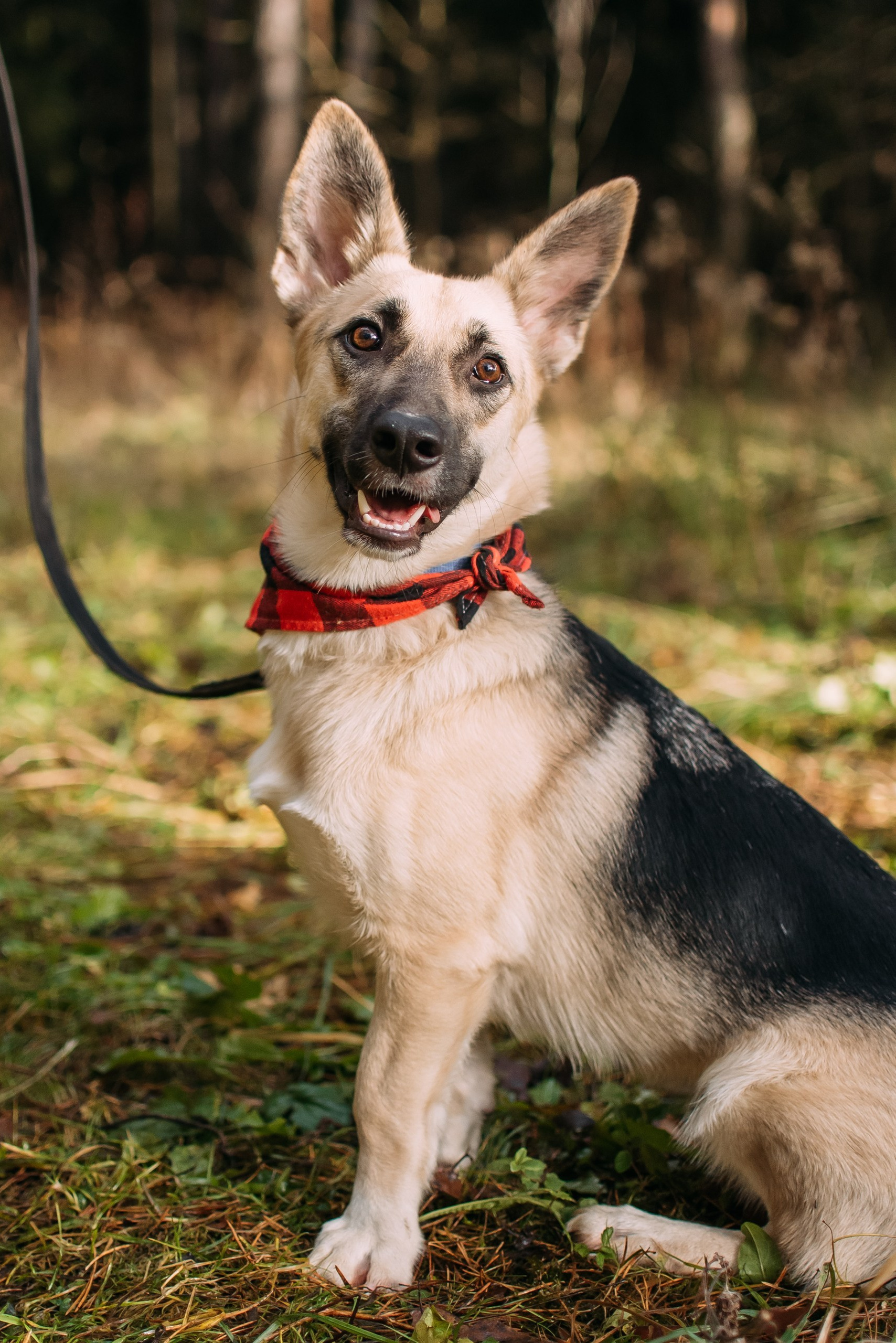 Животные на пристройство. Фотограф-анималист Валерия, Москва, Мытищи