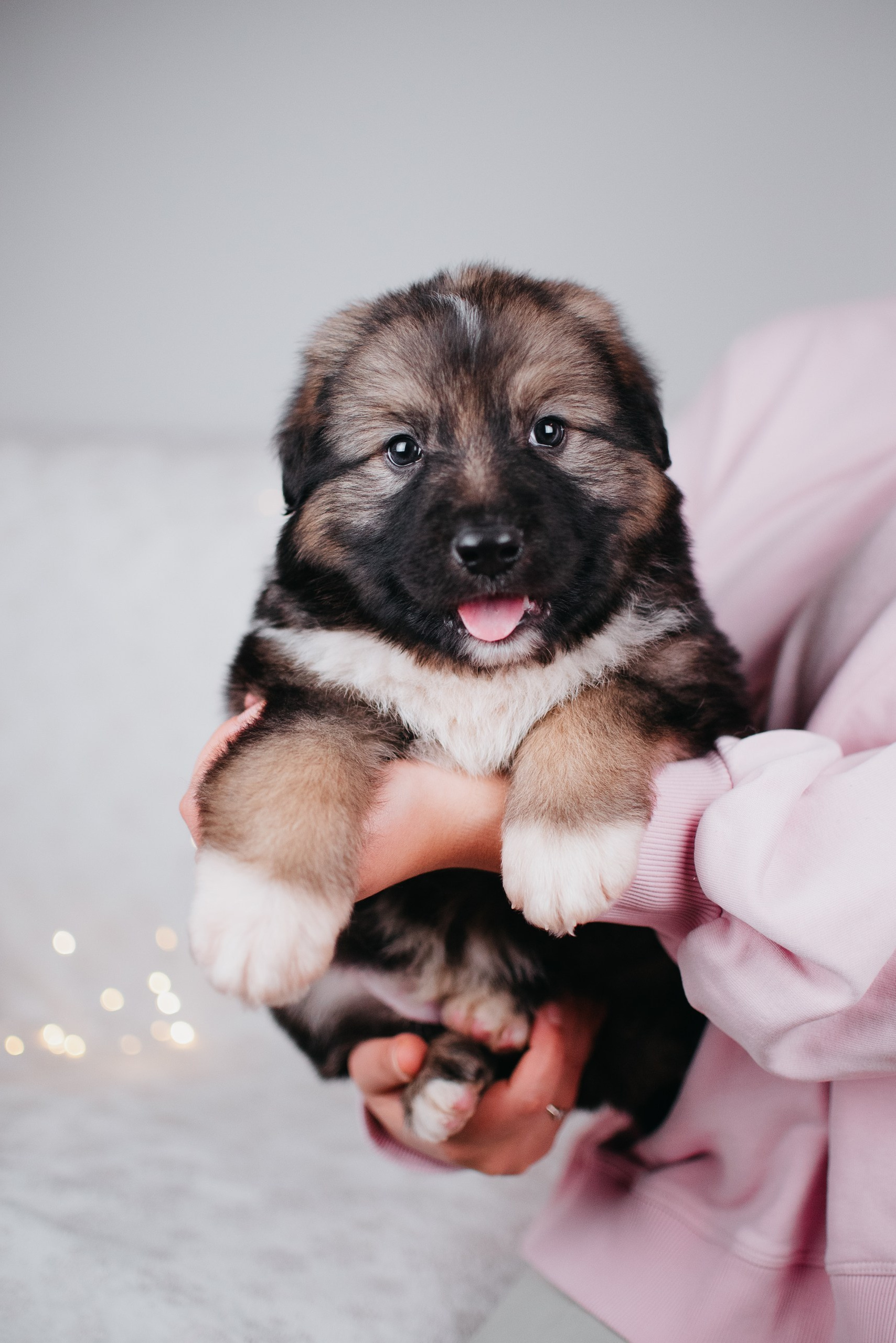 Животные на пристройство. Фотограф-анималист Валерия, Москва, Мытищи