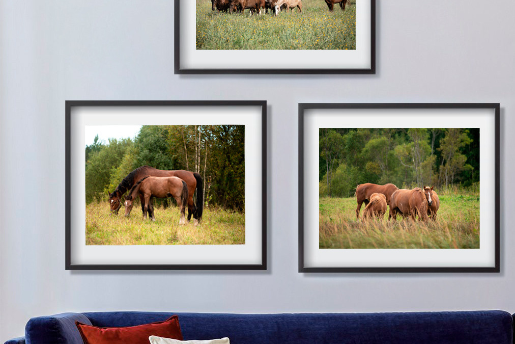 фото для интерьера, отпечаток, авторская фотография, купить отпечаток, купить фотографию, фото лошадей, фото лошади, красивые лошади, принт, цифровой отпечаток