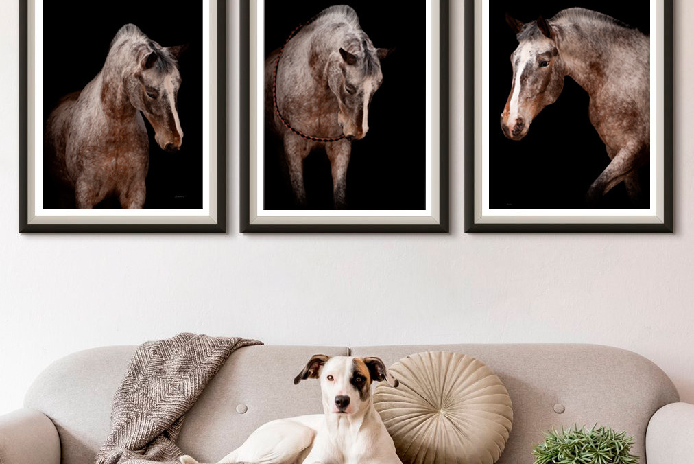 фото для интерьера, отпечаток, авторская фотография, купить отпечаток, купить фотографию, фото лошадей, фото лошади, красивые лошади, принт, цифровой отпечаток