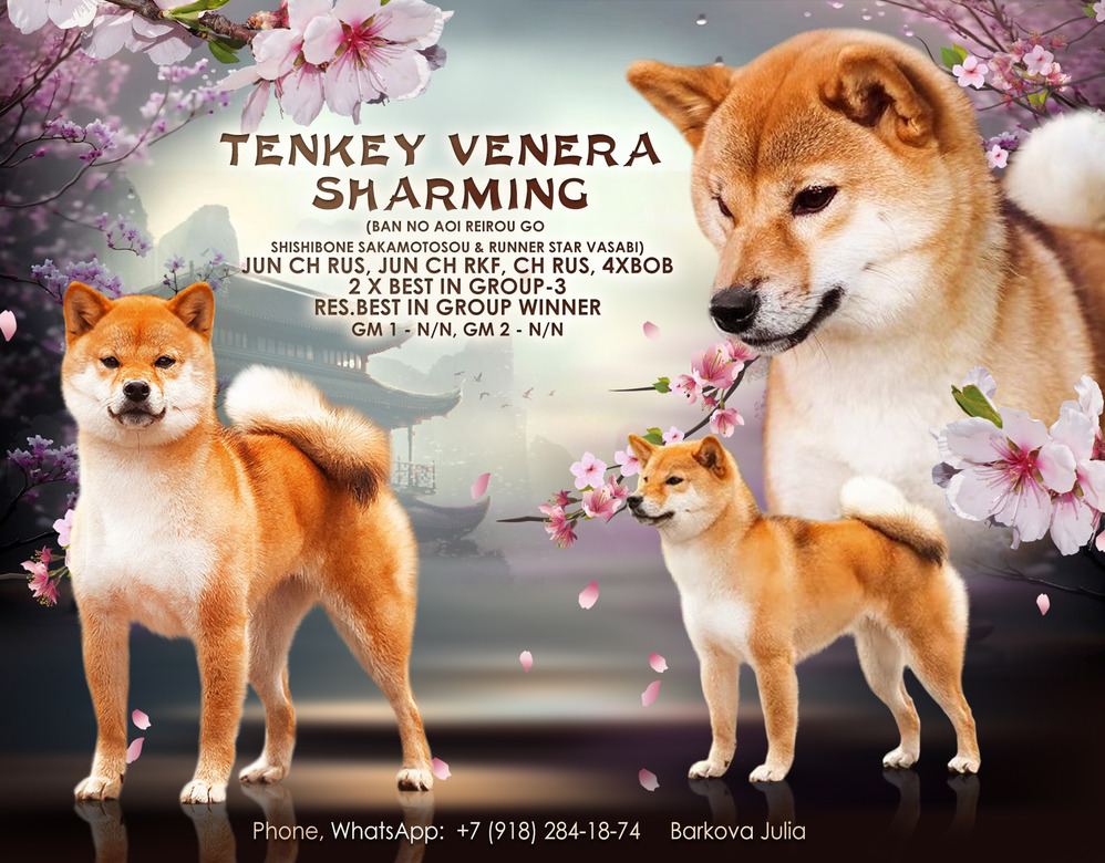 TENKEY VENERA SHARMING. Питомник сиба-ину «Sharm Grais» в Краснодаре
