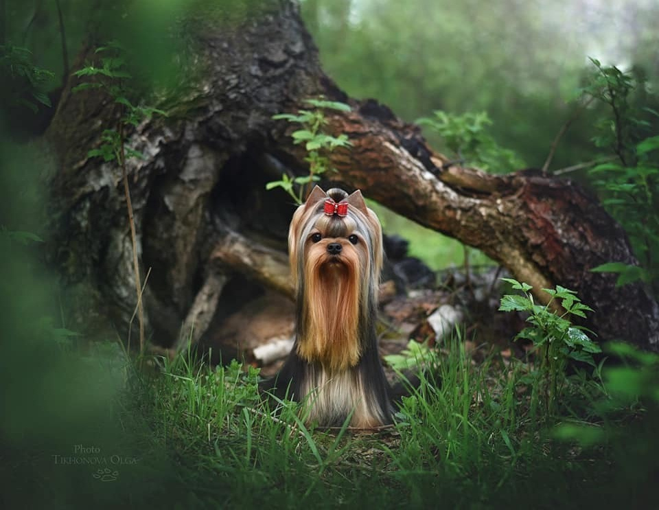 ДЭНСТАЙЛ СТЕФАНИЯ. Питомник Йоркширских терьеров Дэнстайл в Санкт-Петербурге заводчик Тих