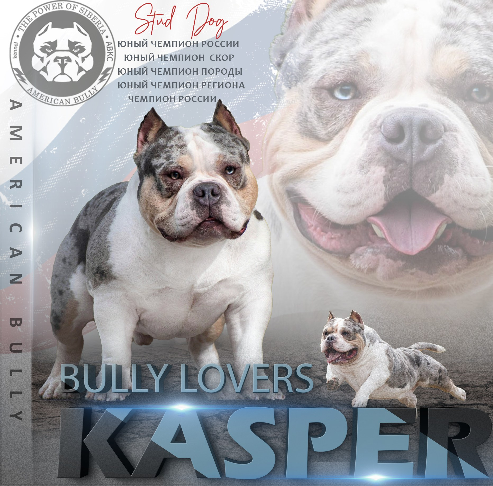 Щенки Американский Булли. Американский Булли в г. Ростов-на-Дону. Питомник THE POWER OF SIBERIA