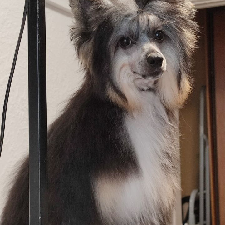 Фотограф анималист. Фотограф в Москве