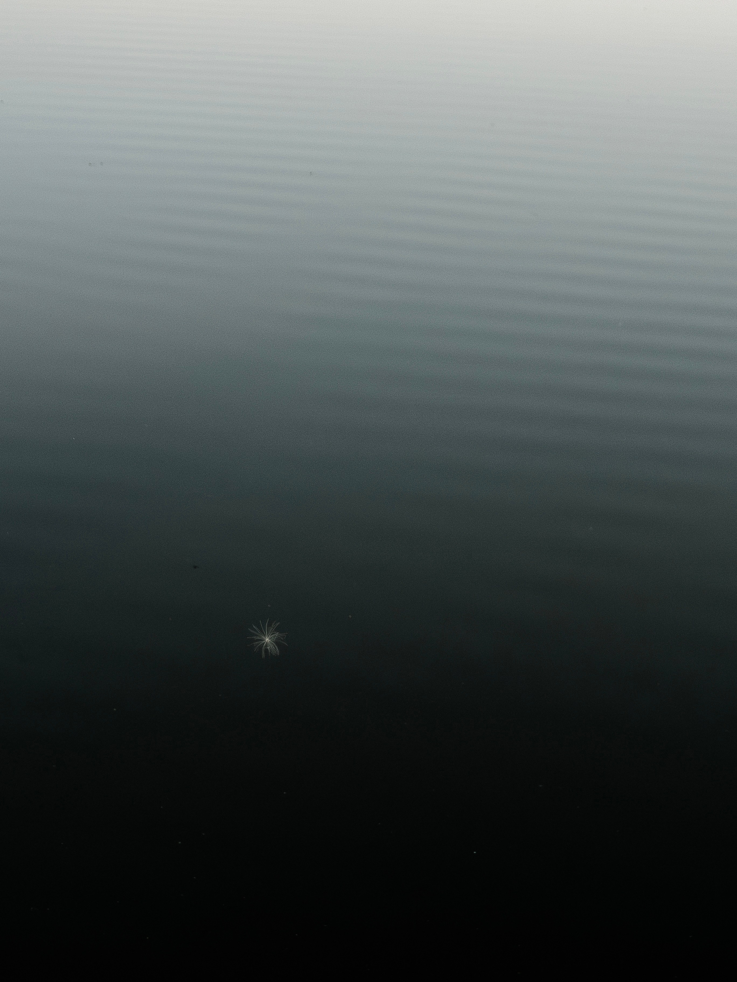 Шварц Лина. ARTEXPOPHOTO