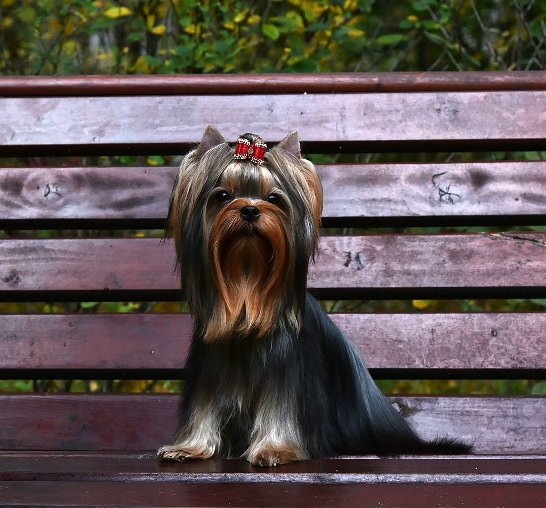 Дэнстайл Хуч. Питомник Йоркширских терьеров Дэнстайл в Санкт-Петербурге заводчик Тих