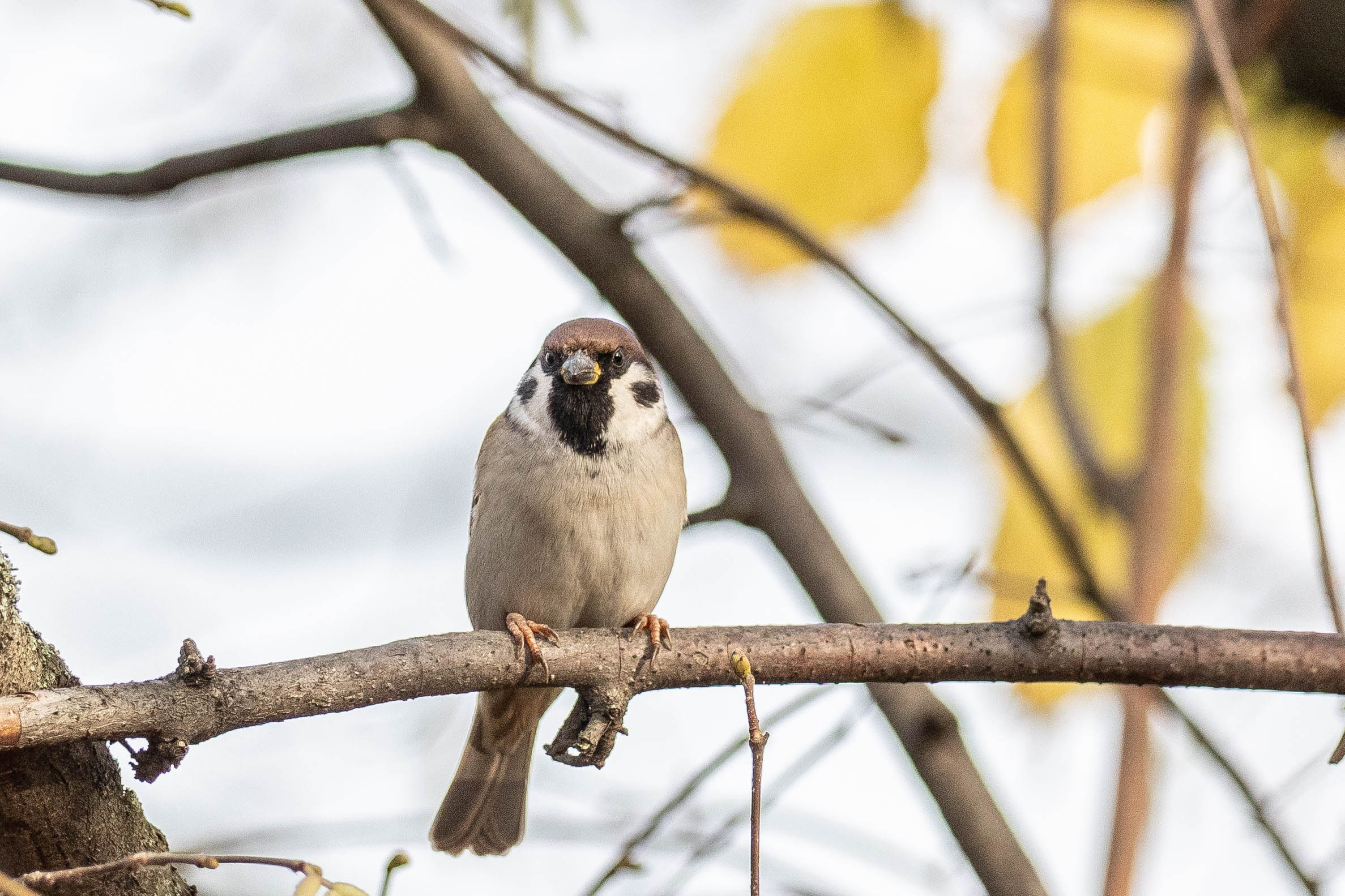 Моя коллекция. Фотограф-АниМалист Анна Абрамова